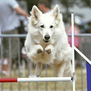 Agility aux stade des Salins d'Hyères